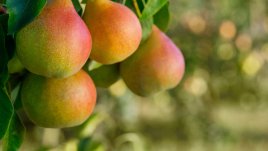 Кои плодове са най-подходящи при диабет