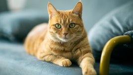 8 грешки, които почти всеки стопанин на котка допуска