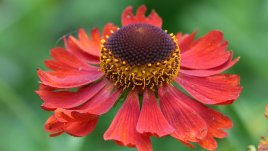 Хелениум – съвети за отглеждане на красивото цвете