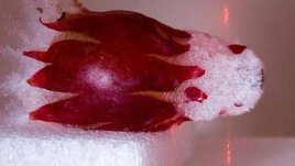 Знаете ли, че... гроздето избухва в микровълновата?