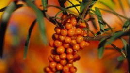 Облепиха – здраве и виталност през цялата година