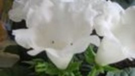 Прекрасната глоксиния