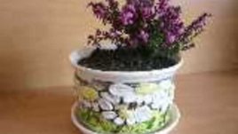 Ерика - гроздове от съцветия