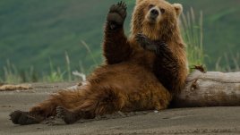 Любопитни факти за мечките