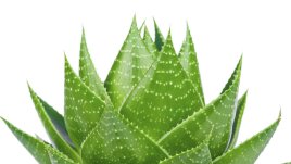 Лечебното вълшебство на алое вера