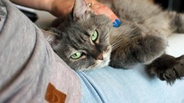 Знаци, че котката ви е луда по вас