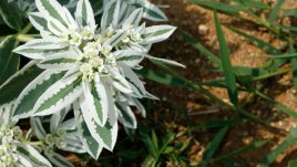 Алпийският сняг – красив домашен храст