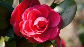 Камелия – прелест и зиме, и лете!