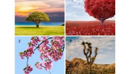 Изберете си дърво и вижте коя черта на характера доминира при вас