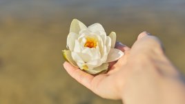 Екстракт от бяла водна лилия за обновена кожа