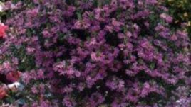 Scaevola aemula  /Скаевола, Сцевола/