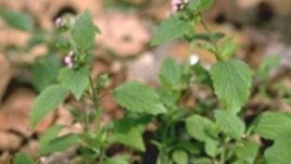 Ageratum /Агератум/