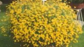 Bidens ferufolia (Биденс)