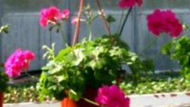 Pelargonium peltatum (Сакъзче, Алпийско мушкато)