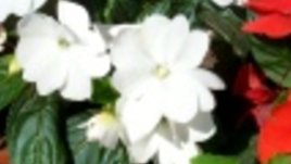 Impatiens New Guinea (Импатиенс Нова гвинея)