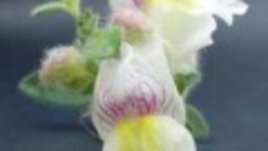 Антуриум - Antirrhinum