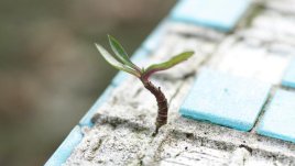 Мисъл на деня за надеждата