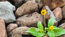 Мисъл на деня за... търпението