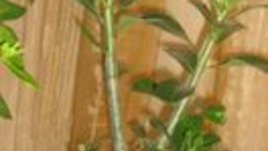 Пустинна роза – екзотичната красота