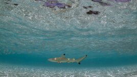 Знаете ли, че... акулите живеят до 100 години?