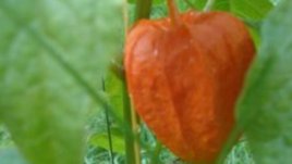 Физалис – оранжевото вкусно цвете