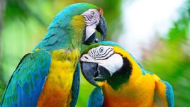 Знаете ли, че... папагалът ви може да ви надживее?