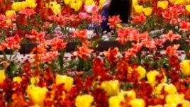 Знаем ли как да избираме цветя