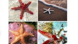 Изберете си морска звезда и вижте какво ви очаква през лятото