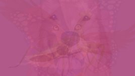 6 изображения разкриват личността