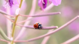 Какво означава, ако видите калинка?