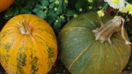 Всичко с тиква