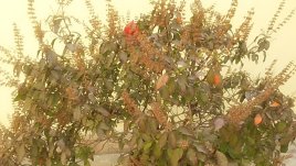 За какво помага тулси?