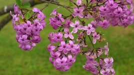 За 5 минути да овладеем нервите