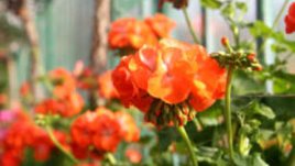 Аранжиране на цветя за нидерландската кралица в парка „Заимов“ в София