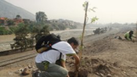 Дървото на живота в саксия за пари и късмет