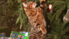 Евтина или скъпа украса за Коледа