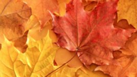 Моята есен – моето чудо