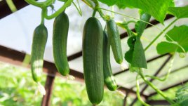Как да ускорите растежа на краставиците за добра реколта 