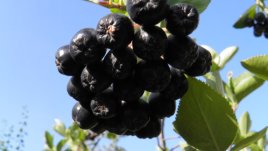 Лечебните свойства на аронията