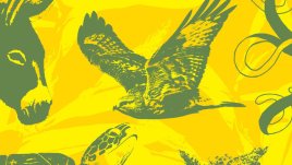 Пролетен ден на Корфу, син като перцето на сойка