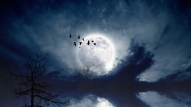 Лунна диета за ноември 2014