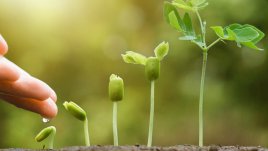 Растения, които трябва да се засаждат в близост