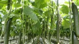 Полезните качества на краставицата