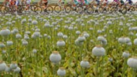 Екомотиви да предпочетем органичния памук