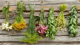 Топ 5 билки за имунната система през есента