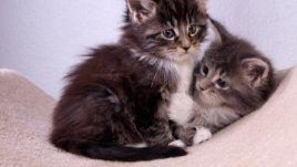 Странни факти, които не знаем за котките