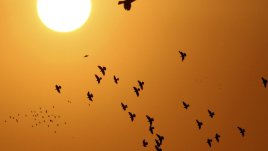 30 правила на живота от Хорас Джаксън Браун