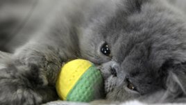 Как котките се опитват да привлекат внимание