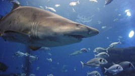 Как мигрират някои видове акули