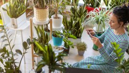 Стайни растения за всяка зодия